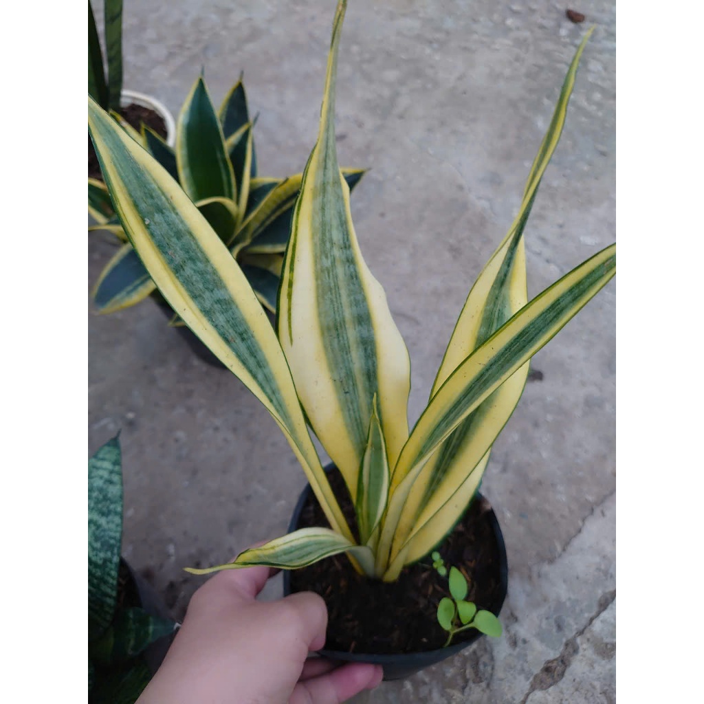Combo cây lưỡi hổ ( lưỡi mèo , cây thủy sinh ..) - chậu cây cảnh để bàn mang lại may mắn tài lộc