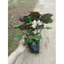Cây Tía Tô Cao 20-30cm– Rau Gia Vị Dễ Trồng, Tốt Cho Sức Khỏe ( Chỉ Giao Miền Bắc)