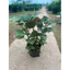 Cây Tía Tô Cao 20-30cm– Rau Gia Vị Dễ Trồng, Tốt Cho Sức Khỏe ( Chỉ Giao Miền Bắc)