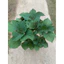 Cây Tía Tô Cao 20-30cm– Rau Gia Vị Dễ Trồng, Tốt Cho Sức Khỏe ( Chỉ Giao Miền Bắc)