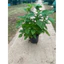 Cây Ớt Thái Siêu Cay Cao 20-30cm – Năng Suất Cao, Dễ Trồng Tại Nhà