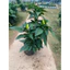 Cây Ớt Thái Siêu Cay Cao 20-30cm – Năng Suất Cao, Dễ Trồng Tại Nhà