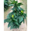 Cây Ớt Thái Siêu Cay Cao 20-30cm – Năng Suất Cao, Dễ Trồng Tại Nhà