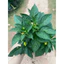Cây Ớt Thái Siêu Cay Cao 20-30cm – Năng Suất Cao, Dễ Trồng Tại Nhà