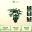 Cây Tía Tô Cao 20-30cm– Rau Gia Vị Dễ Trồng, Tốt Cho Sức Khỏe ( Chỉ Giao Miền Bắc)