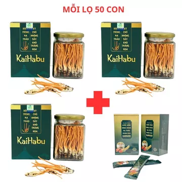 Combo 150 con Đông trùng hạ thảo ký chủ nhộng và 1 hộp nước uống Đông trùng nhân sâm KaiHabu 15 gói