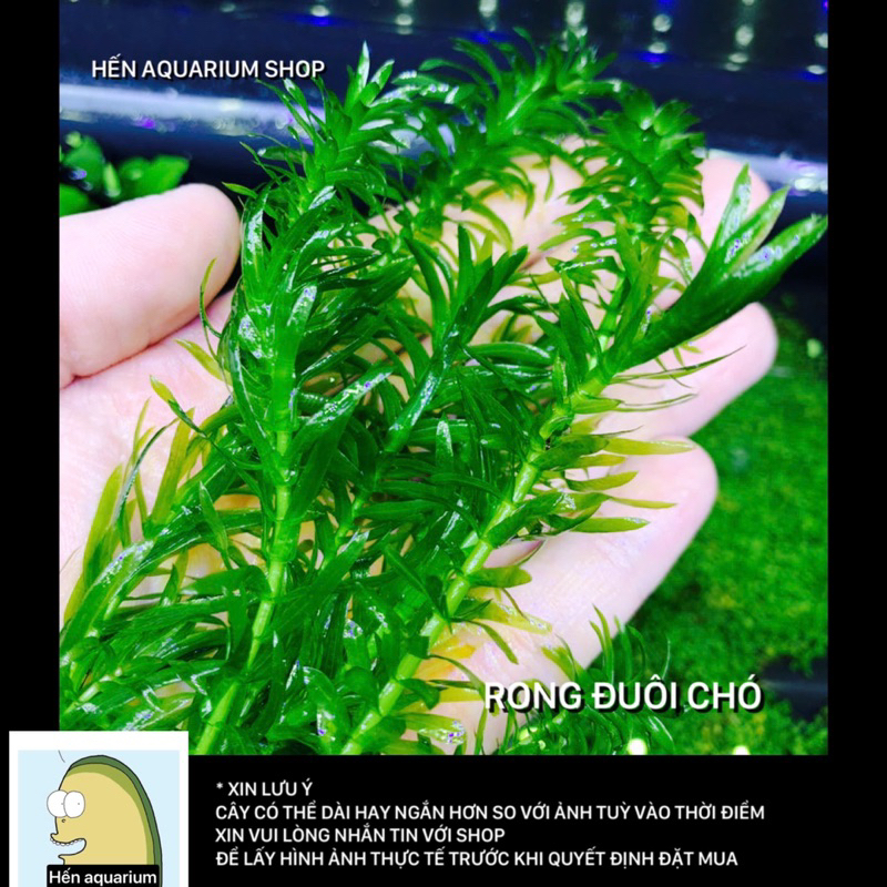 Rong đuôi chó thuỷ sinh . Dễ trồng cho người mới chơi | Shopee Việt Nam