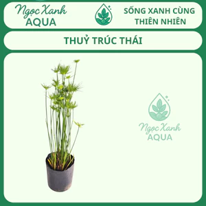 🌿 CÂY THỦY TRÚC THÁI – CÂY THỦY SINH NGOÀI TRỜI | NGỌC XANH AQUA 🌿