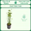 🌿 CÂY THỦY TRÚC THÁI – CÂY THỦY SINH NGOÀI TRỜI | NGỌC XANH AQUA 🌿