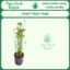 🌿 CÂY THỦY TRÚC THÁI – CÂY THỦY SINH NGOÀI TRỜI | NGỌC XANH AQUA 🌿