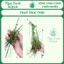 🌿 CÂY THỦY TRÚC THÁI – CÂY THỦY SINH NGOÀI TRỜI | NGỌC XANH AQUA 🌿