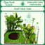 🌿 CÂY THỦY TRÚC THÁI – CÂY THỦY SINH NGOÀI TRỜI | NGỌC XANH AQUA 🌿