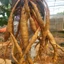 Cao Sâm Núi Dành tăng sức bền bỉ, tăng cơ, tăng đề kháng lọ 200g