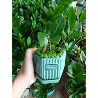 Cây kim tiền (chậu sứ) cây cảnh mini để bàn mang lại may mắn tài lộc
