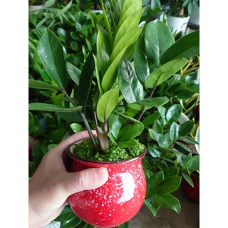 Cây kim tiền (chậu sứ) cây cảnh mini để bàn mang lại may mắn tài lộc