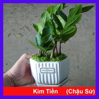 Cây kim tiền (chậu sứ) cây cảnh mini để bàn mang lại may mắn tài lộc