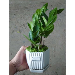 Cây kim tiền (chậu sứ) cây cảnh mini để bàn mang lại may mắn tài lộc