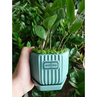 Cây kim tiền (chậu sứ) cây cảnh mini để bàn mang lại may mắn tài lộc