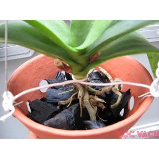 1Kg than củi, than hoa nướng thịt, than củi gỗ, than củi trồng lan