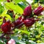 Hoa Atiso đỏ khô 1kg, trà hoa bụp giấm nguyên bông, hibiscus, giúp đẹp da, giảm nóng trong, detox