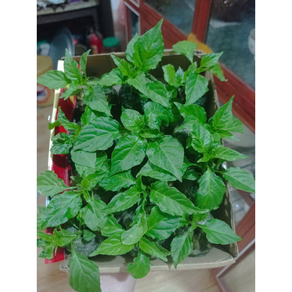 Cây Giống Ớt Trung Đoàn Mường Tè Lai Châu F1 Dễ Trồng
