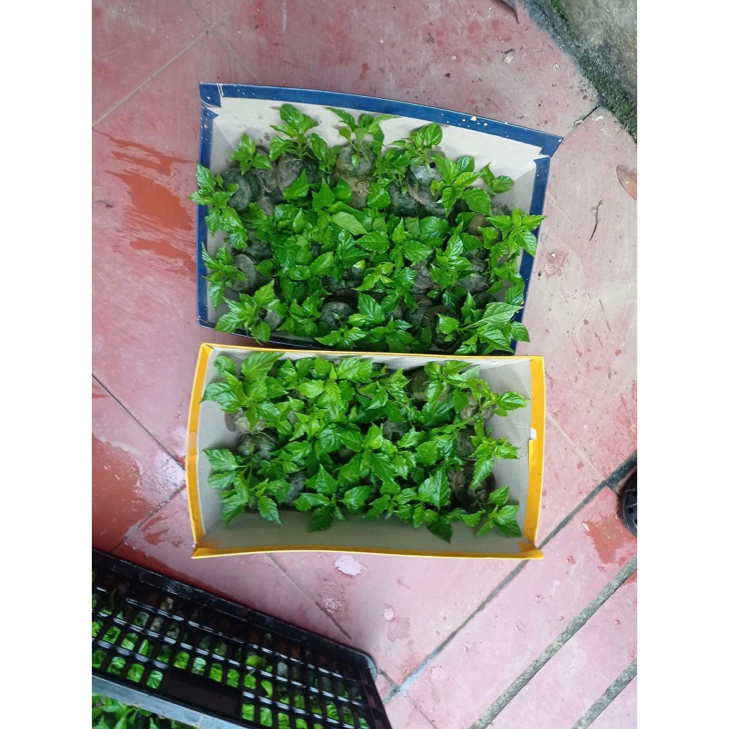 Cây Giống Ớt Trung Đoàn Mường Tè Lai Châu F1 Dễ Trồng