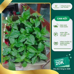 Cây Giống Ớt Trung Đoàn Mường Tè Lai Châu F1 Dễ Trồng