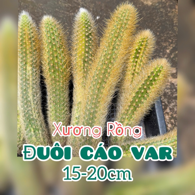 (Ảnh thực tế)1 cây xương rồng đuôi cáo var sọc vàng đều đẹp đã có rễ ...