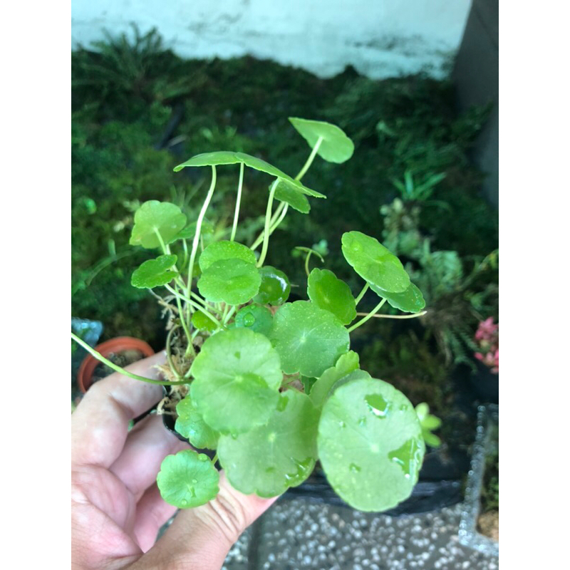 Rau má hương mini,chơi thuỷ sinh bán cạn, terrarium