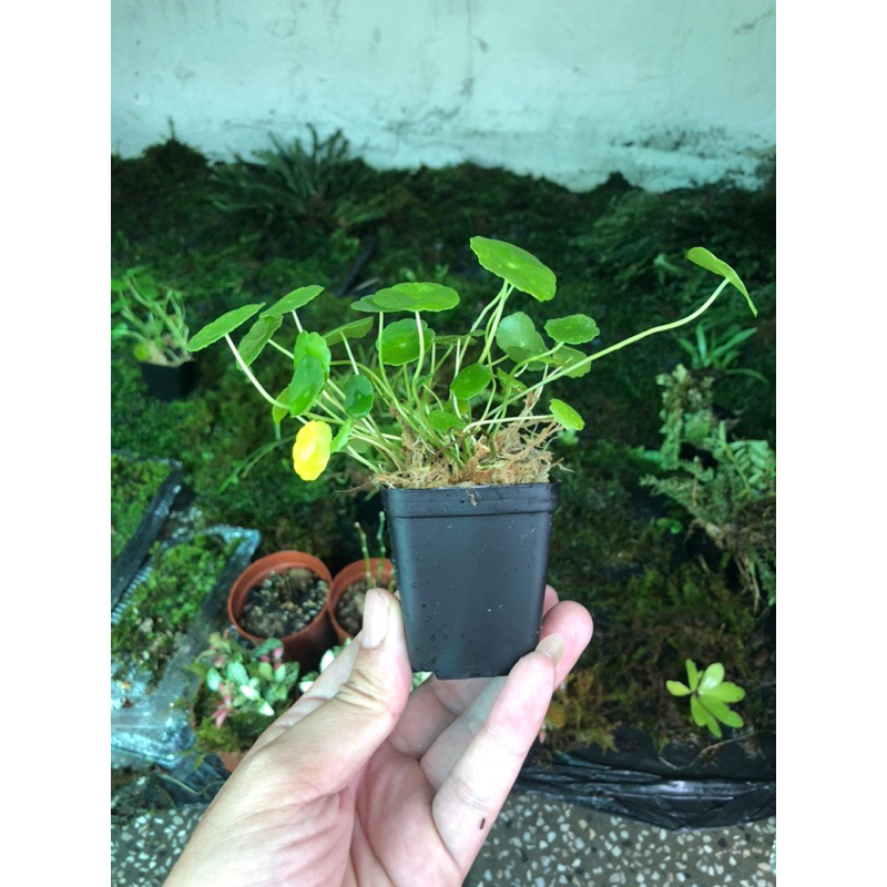 Rau má hương mini,chơi thuỷ sinh bán cạn, terrarium