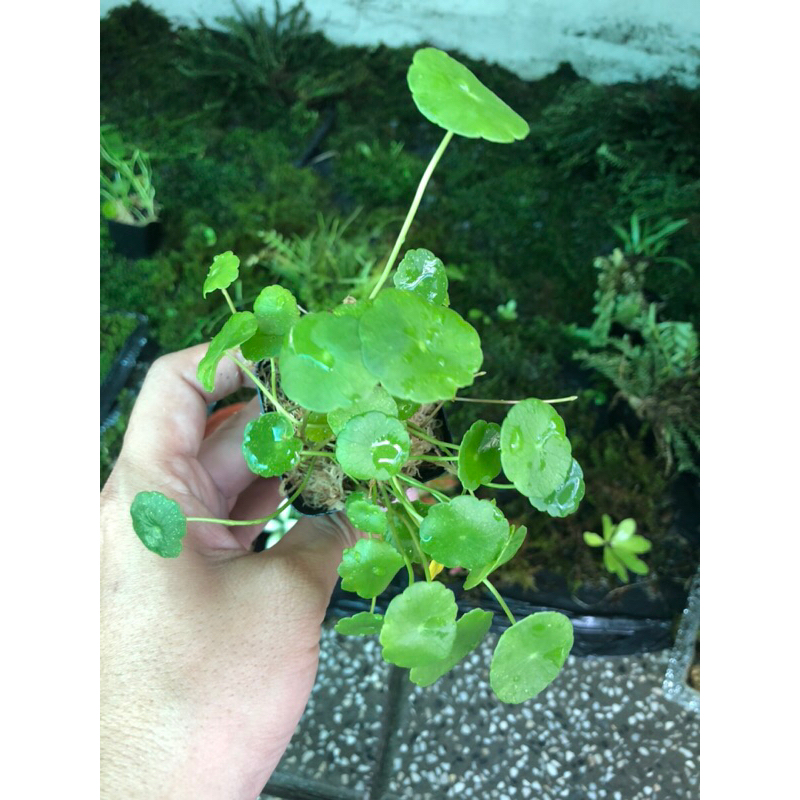 Rau má hương mini,chơi thuỷ sinh bán cạn, terrarium