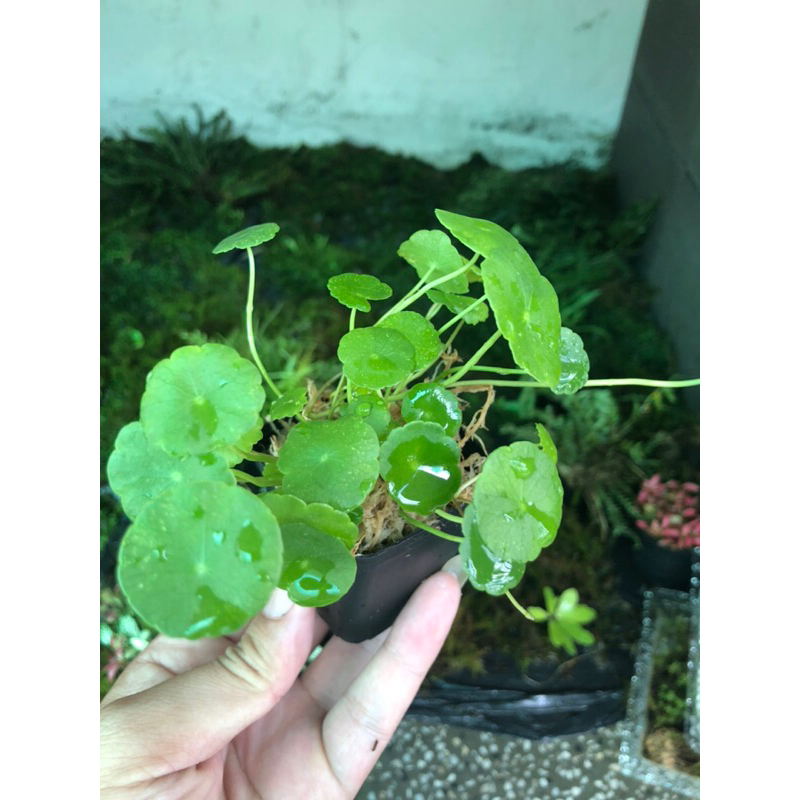 Rau má hương mini,chơi thuỷ sinh bán cạn, terrarium