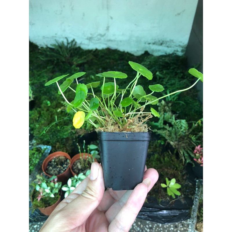 Rau má hương mini,chơi thuỷ sinh bán cạn, terrarium