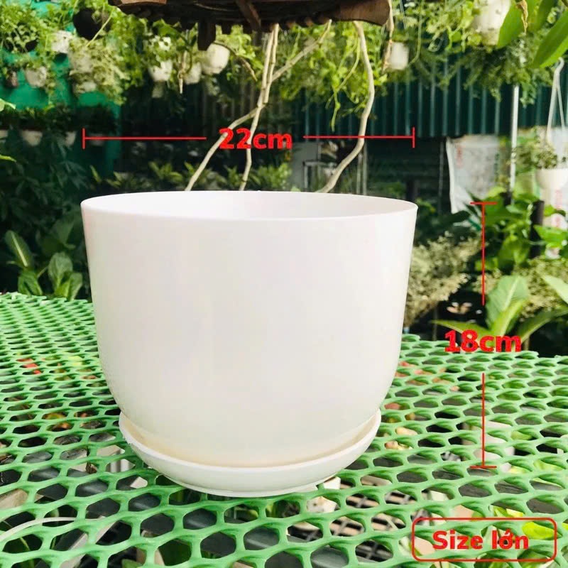 (Chậu +đĩa) Chậu nhựa tròn trắng giả sứ kèm đĩa siêu xinh, giống sứ 99% siêu xinh