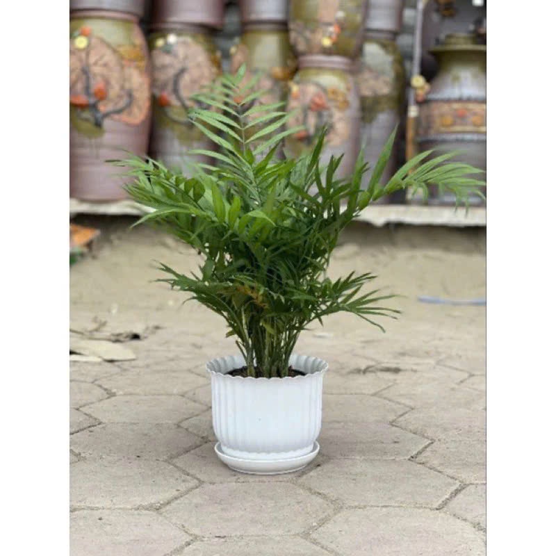 (Chậu+ đĩa) Chậu nhựa để bàn có đĩa giả sứ gân sọc tròn trắng 3 size trồng hoa cây cảnh
