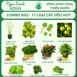 Bộ 11 Loại Cây Thủy Sinh Đẹp - Dễ Trồng - Trang Trí Hồ Cá Ngoài Trời | Ngọc Xanh AQUA