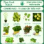 Bộ 11 Loại Cây Thủy Sinh Đẹp - Dễ Trồng - Trang Trí Hồ Cá Ngoài Trời | Ngọc Xanh AQUA