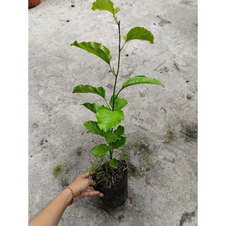 Bầu dây Chanh Dây vàng