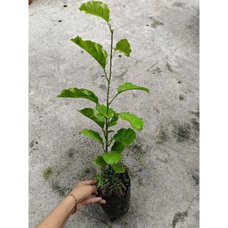 Bầu dây Chanh Dây vàng