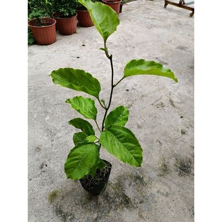 Bầu dây Chanh Dây vàng