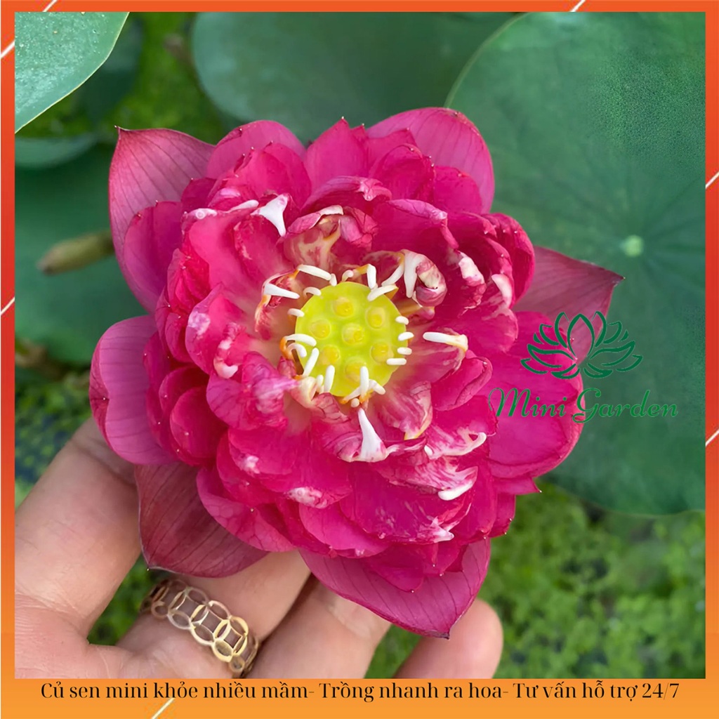 Củ sen mini Butterfly Love dòng sen mini mới 2025 - Mini Garden ...