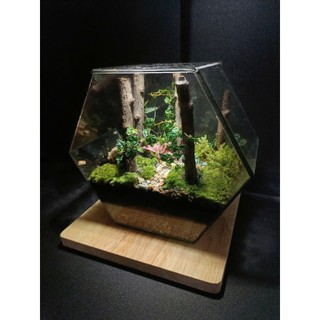 Terrarium Set up sẵn " Rừng Phong Thu " Quà tặng ý nghĩa, Decor bàn học bàn làm việc
