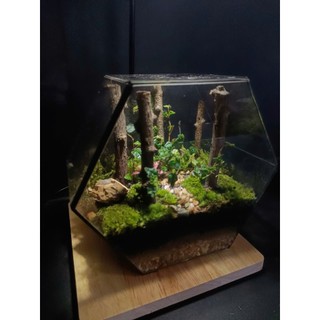 Terrarium Set up sẵn " Rừng Phong Thu " Quà tặng ý nghĩa, Decor bàn học bàn làm việc