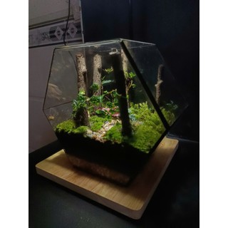 Terrarium Set up sẵn " Rừng Phong Thu " Quà tặng ý nghĩa, Decor bàn học bàn làm việc