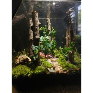 Terrarium Set up sẵn " Rừng Phong Thu " Quà tặng ý nghĩa, Decor bàn học bàn làm việc
