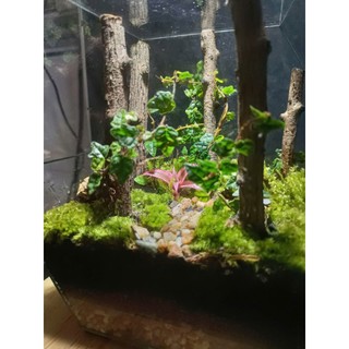 Terrarium Set up sẵn " Rừng Phong Thu " Quà tặng ý nghĩa, Decor bàn học bàn làm việc