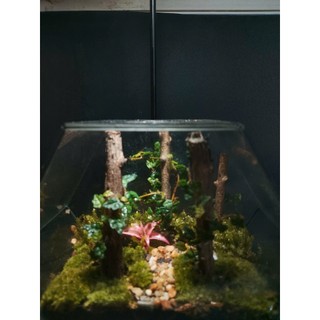 Terrarium Set up sẵn " Rừng Phong Thu " Quà tặng ý nghĩa, Decor bàn học bàn làm việc
