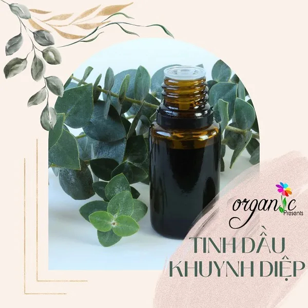 TINH DẦU KHUYNH DIỆP (EUCALYPTUS) 50mL 100mL