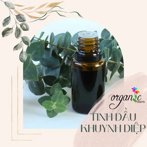 TINH DẦU KHUYNH DIỆP (EUCALYPTUS) 50mL 100mL