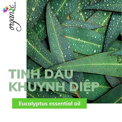 TINH DẦU KHUYNH DIỆP (EUCALYPTUS) 50mL 100mL